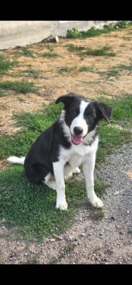 Les chiots de Border Collie