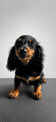 Les chiots de Teckel poil long