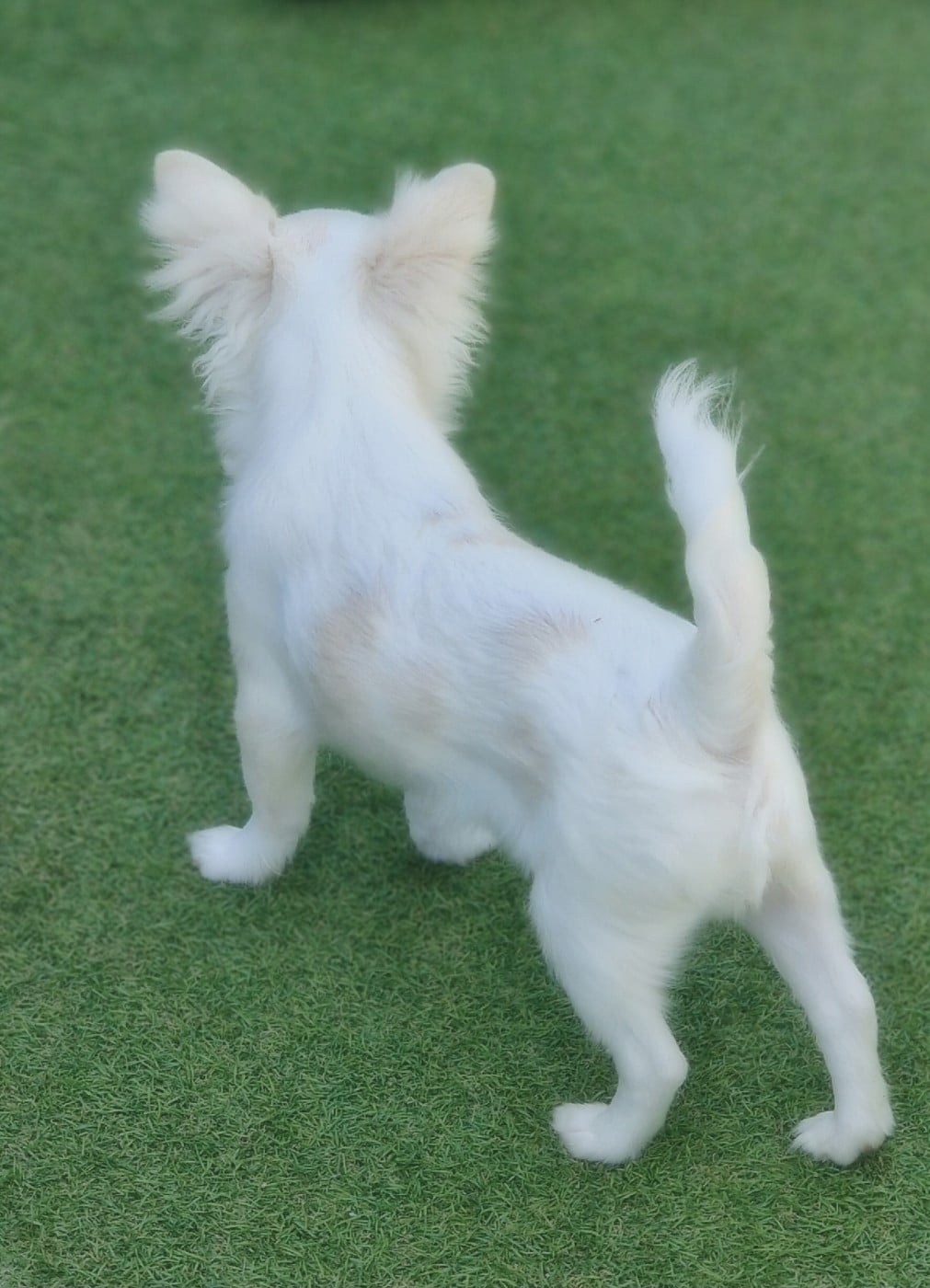 Publication : Of Blue Moon's Diamond Auteur : Of Blue Moon s Diamond