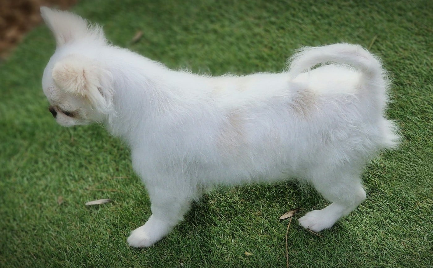 Publication : Of Blue Moon's Diamond Auteur : Of Blue Moon s Diamond