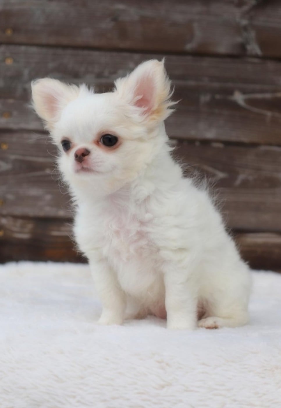 Publication : Of Blue Moon's Diamond Auteur : Of Blue Moon s Diamond