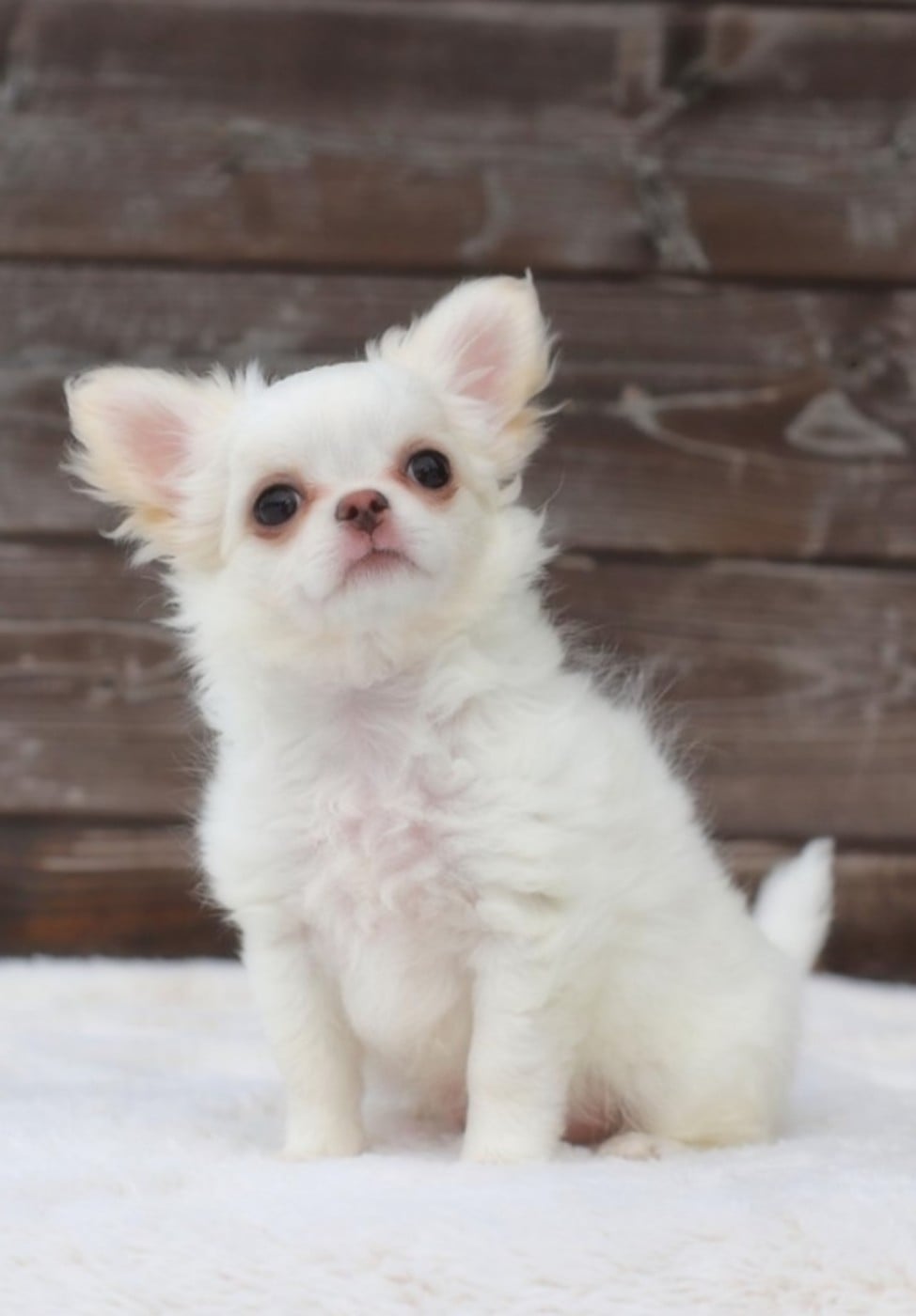 Publication : Of Blue Moon's Diamond Auteur : Of Blue Moon s Diamond