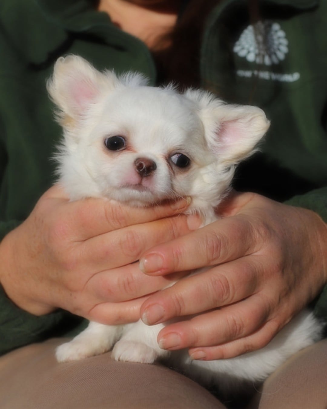 Publication : Of Blue Moon's Diamond Auteur : Of Blue Moon s Diamond