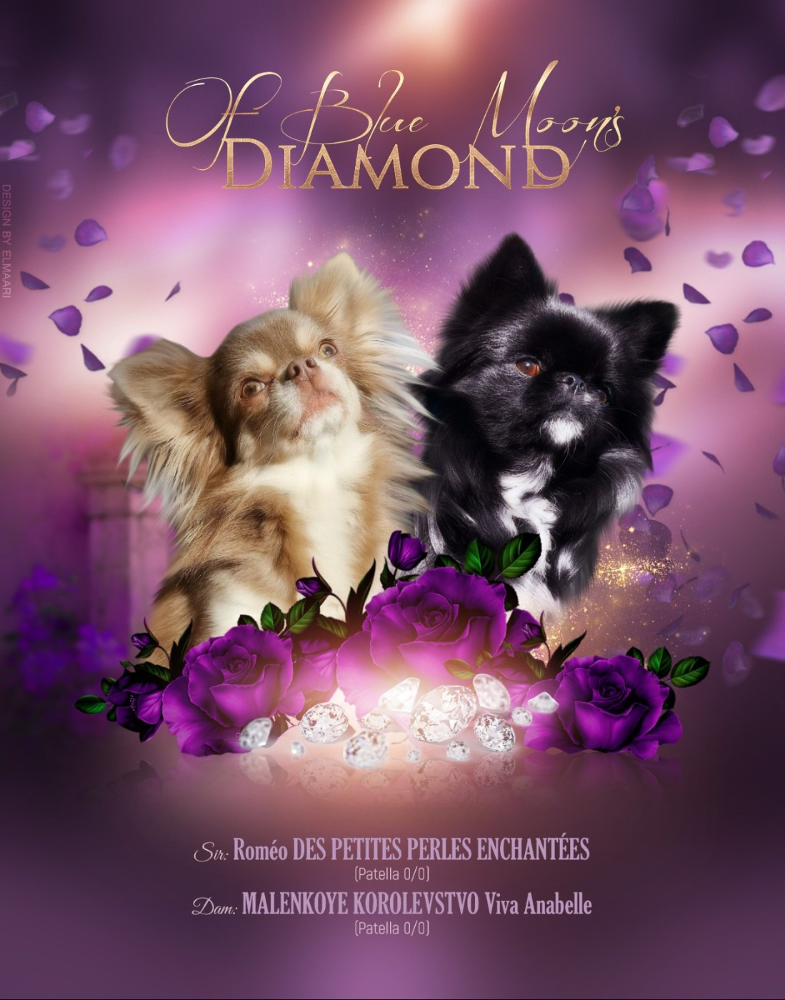 Chihuahua - Of Blue Moon's Diamond