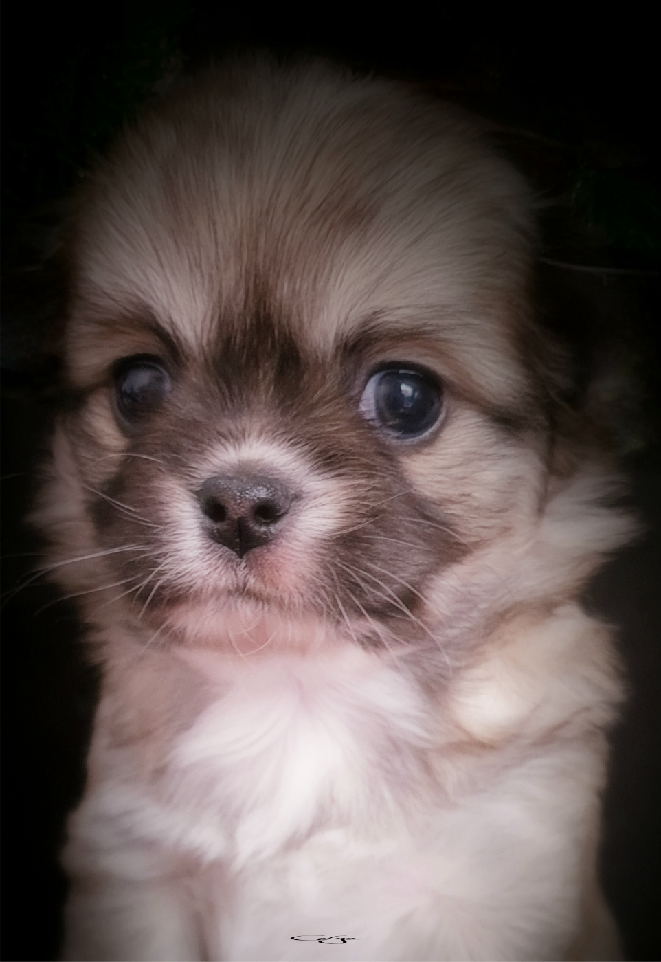 ABRACADABRA MAGIC NOX