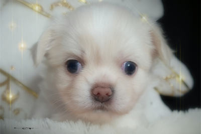 Les chiots de Chihuahua