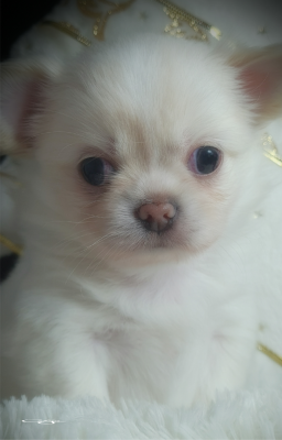 Les chiots de Chihuahua