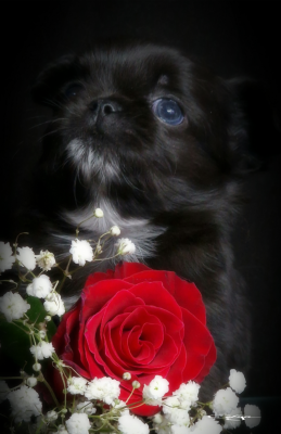 Les chiots de Chihuahua