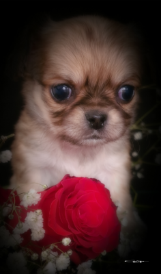 Les chiots de Chihuahua