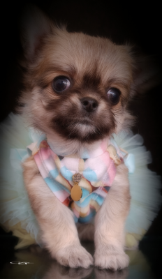 Les chiots de Chihuahua