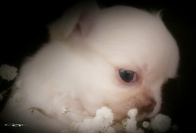 Les chiots de Chihuahua