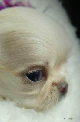 Les chiots de Chihuahua