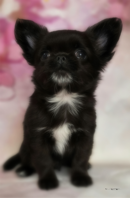 Les chiots de Chihuahua