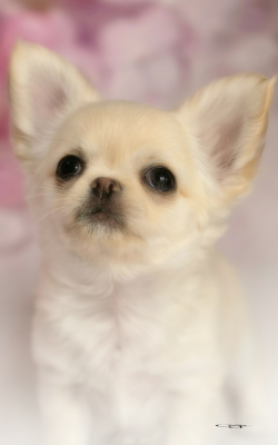 Les chiots de Chihuahua