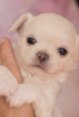 Les chiots de Chihuahua