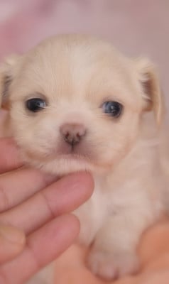 Les chiots de Chihuahua