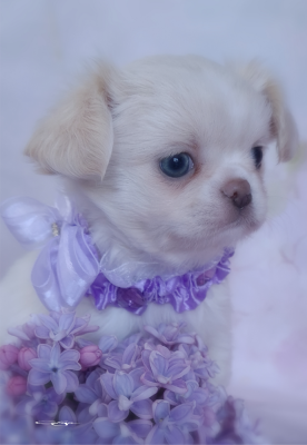 Les chiots de Chihuahua