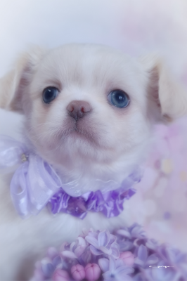 Les chiots de Chihuahua