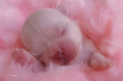Les chiots de Chihuahua