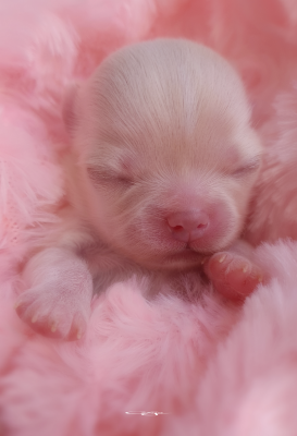 Les chiots de Chihuahua