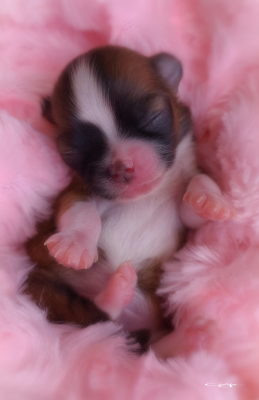 Les chiots de Chihuahua