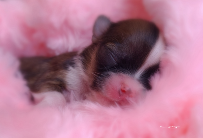 Les chiots de Chihuahua