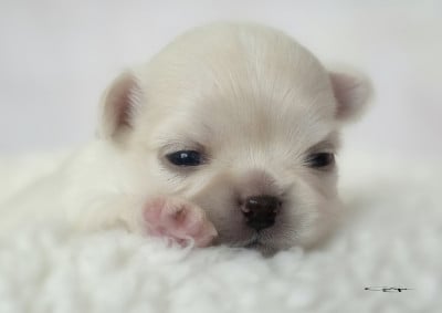 Les chiots de Chihuahua