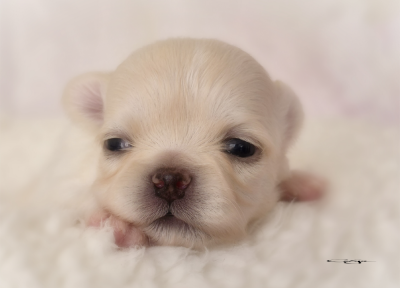 Les chiots de Chihuahua