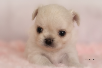 Les chiots de Chihuahua