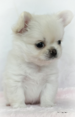 Les chiots de Chihuahua
