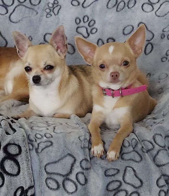 Publication : barranca del cobre Auteur : Barranca del Cobre