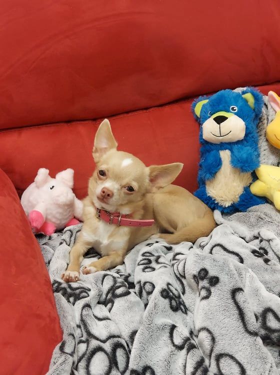 Publication : barranca del cobre Auteur : Barranca del Cobre