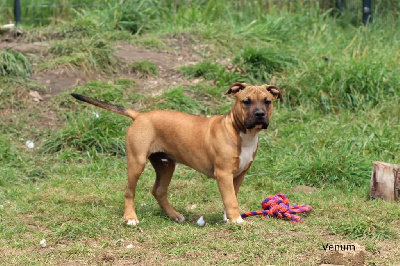American Staffordshire Terrier - Magnifique mâle disponible lignée exceptionnelle - Keep The Best
