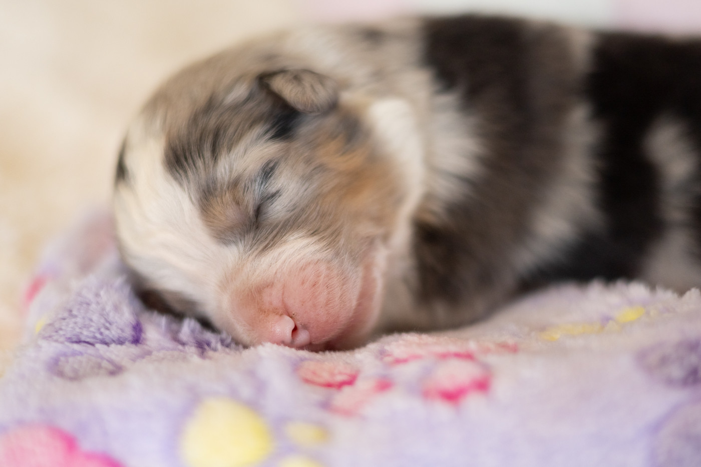 Chiot N°3 - Berger Australien