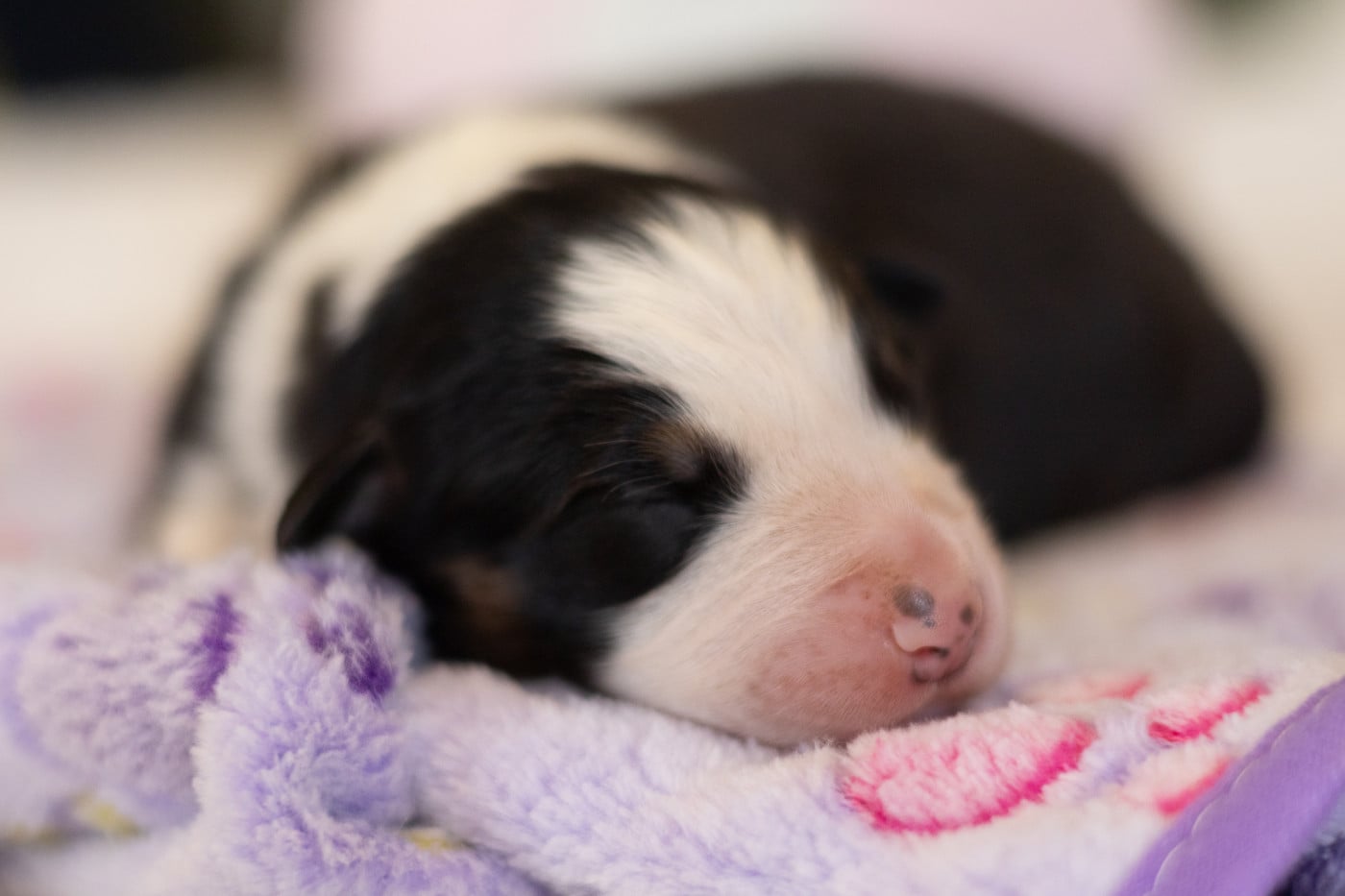 Chiot N°4 - Berger Australien