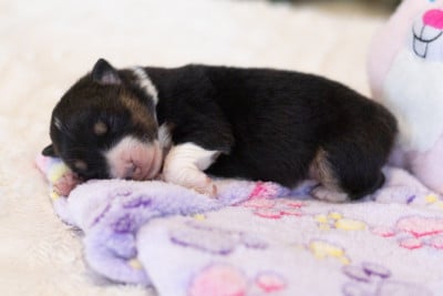 Les chiots de Berger Australien