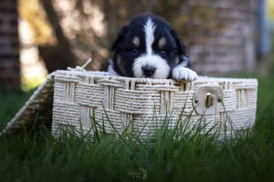 Les chiots de Berger Australien