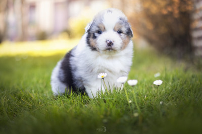 Les chiots de Berger Australien