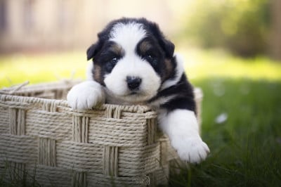 Les chiots de Berger Australien