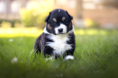 Les chiots de Berger Australien