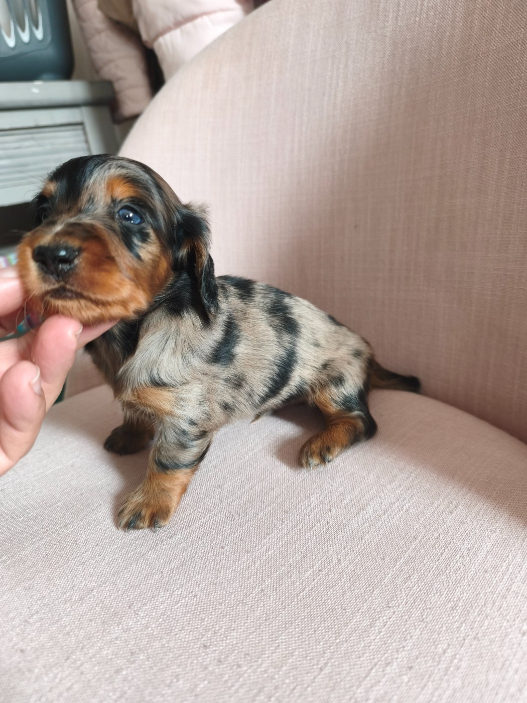 Chiot N°5