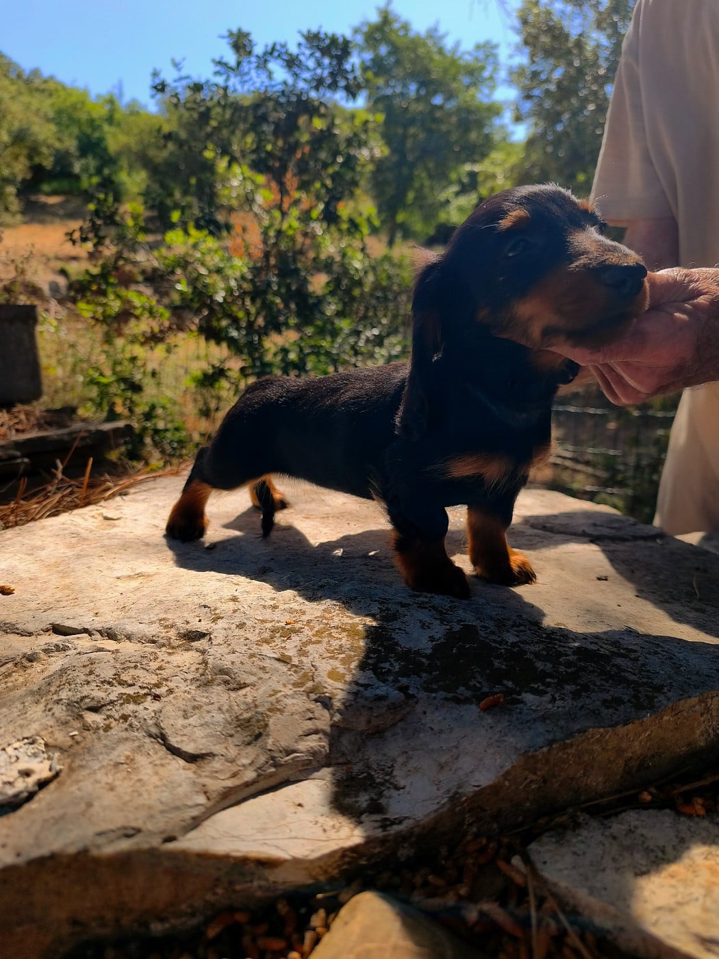 Chiot N°2 - Teckel poil long
