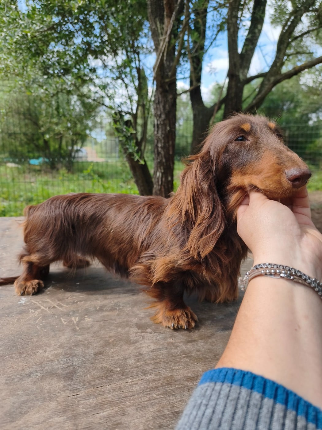 CHIOT 1