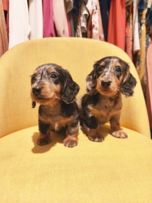 Chiot N°5 - Teckel poil long