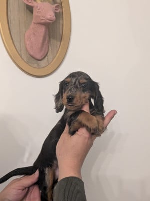 Les chiots de Teckel poil long