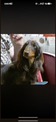 Les chiots de Teckel poil long