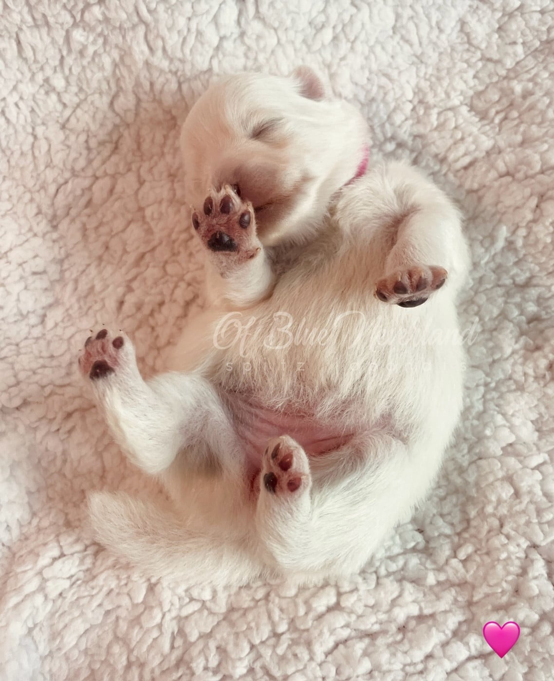 Princesse Collier ROSE