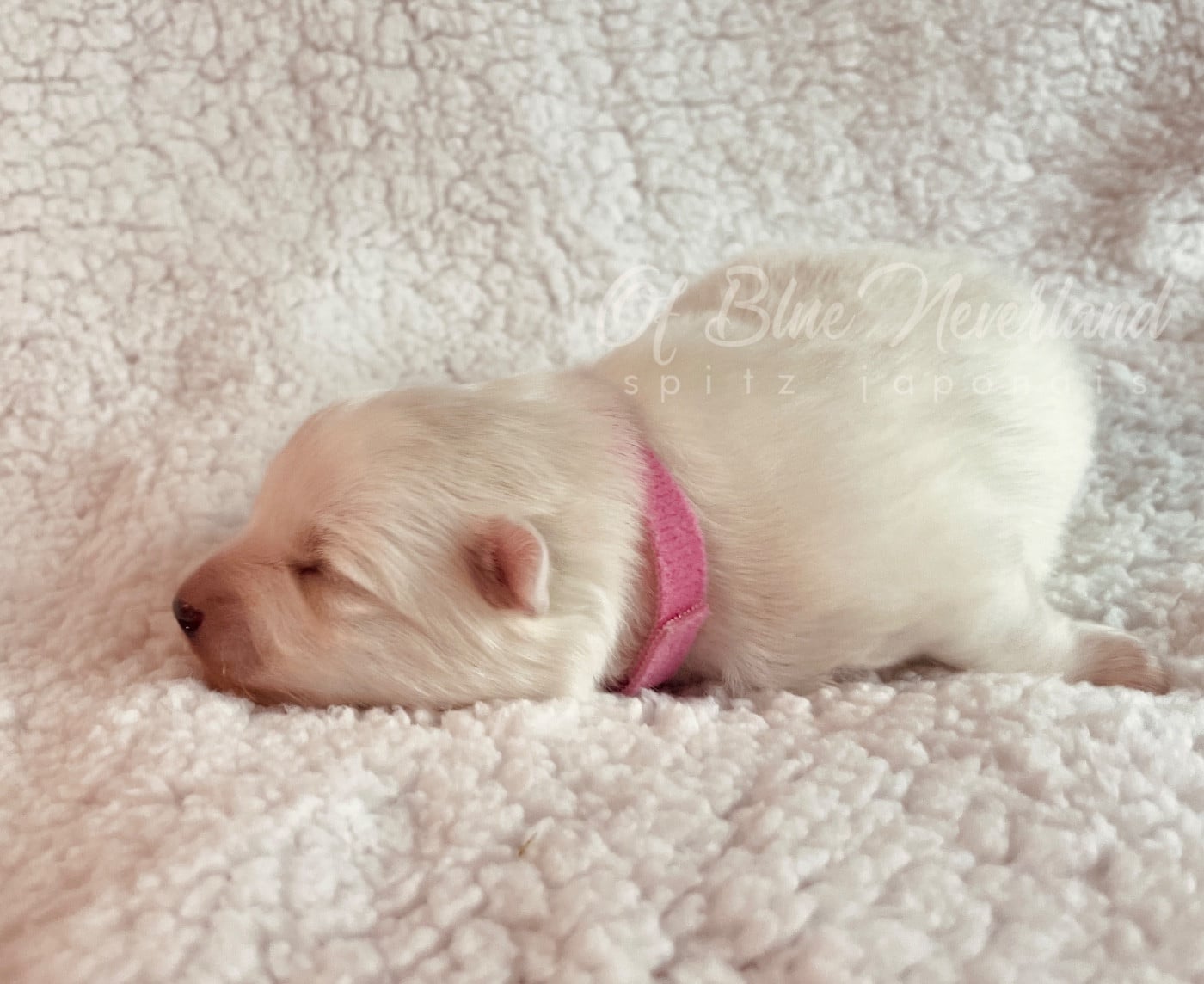 Princesse Collier ROSE