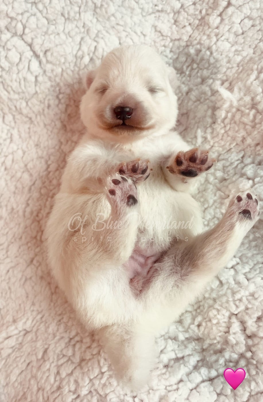 Princesse Collier ROSE