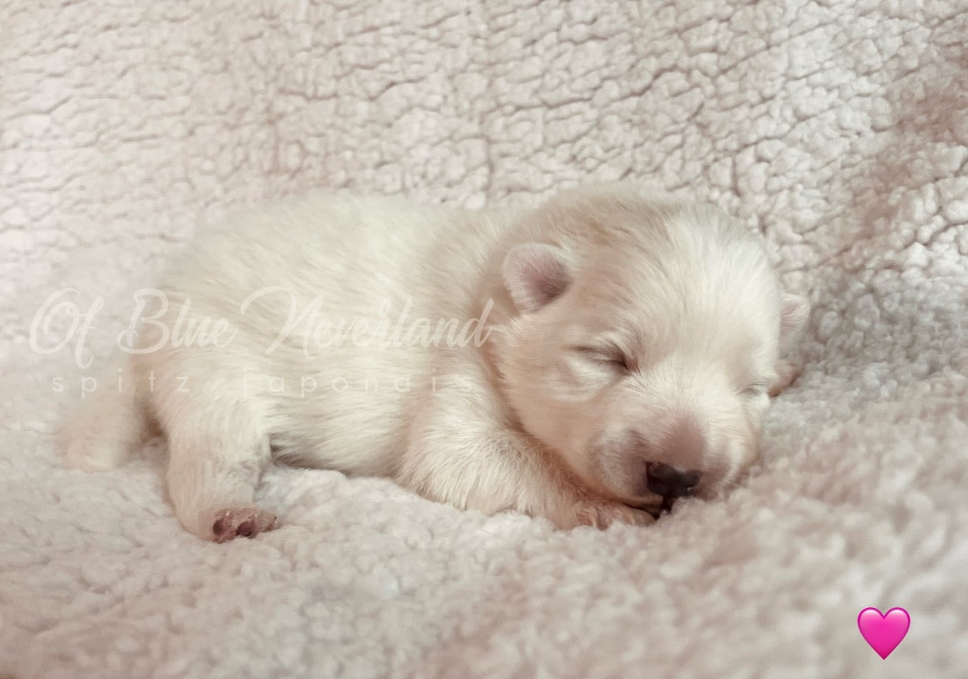 Princesse Collier ROSE